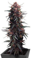 Lemon Cherry Cookies Auto fem (FastBuds)