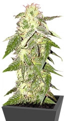 Amnesia Vip fem (VIP seeds)