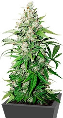 Auto Cinderella Jack fem (Dutch Passion)