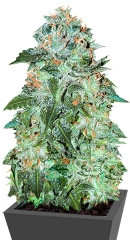 Flash Babylon Auto fem (Samsara Seeds)