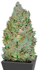 Jack Hair fem (Bulk Seed Bank)