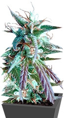 Kilimanjaro fem (World of Seeds)