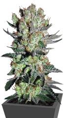 Smile fem (Kannabia Seeds)