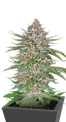 Strawberry Pie Auto fem (FastBuds) семена конопли