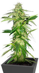 Thin Mint x Sour Pinot Auto семена конопли