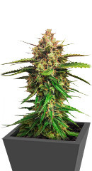 Auto Blueberry fem (Dutch Passion)