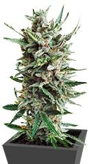 Auto Critical Hog fem (TH Seeds)