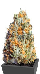 Fully Loaded Auto fem (Heavyweight Seeds)