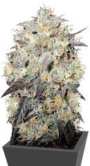 Auto Cocopopo fem (Bulk Seed Bank)