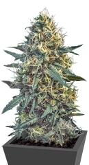 Critical Hog fem (TH Seeds)