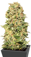 Exhibit #21 auto fem (Russian Genetic)