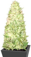 Goji Haze fem (Sumo Seeds)