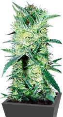 K 2 fem (Bulk Seed Bank)