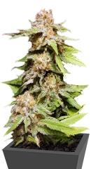 Kannabia Special Max Auto fem (Kannabia Seeds)