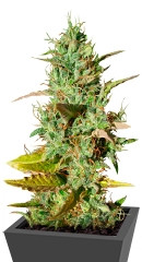 Mazar regular (Dutch Passion)