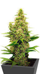 Monster Pebbles fem (Monster Genetics)