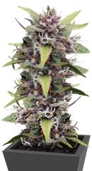 Purple Ryder #2 auto fem (Joint Doctor)