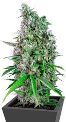 Sweet Trainwreck Auto fem (Sweet Seeds)