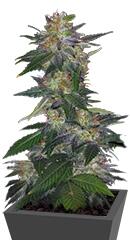 The Hog regular (TH Seeds)