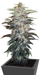 White Widow fem (Nirvana Seeds)