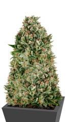 Critical Poison fem (00 Seeds)