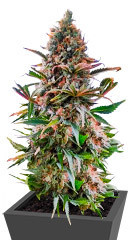 AK-47 fem (Amsterdam Seeds)