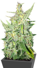 Auto White Widow x Big Bud fem (Female Seeds)