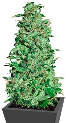 High Level fem (Eva Seeds)