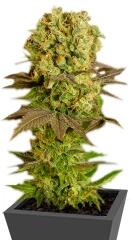 Motavation regular (Serious Seeds)