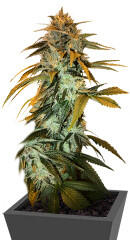 RudeBoi OG F1 fem (Seedkeepers) семена конопли