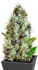 Auto Sunmango fem (Bulk Seed Bank)