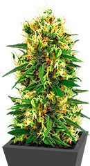 Купить семена Tangerine Dream Auto 