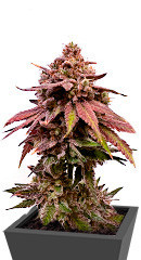 Persian Pie fem (GHS)