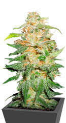 00 Kush fast fem (00 Seeds)