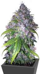 Auto Ak fem (Grass-O-Matic)