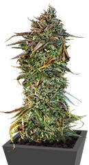 Blueberry Headband fem (Humboldt Seed Organization)