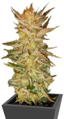 Ice Cream fem (Paradise Seeds)