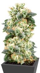 Industrial Plant fem (Dinafem Seeds)