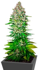 Jack 47 F1 Fast Version fem (Sweet Seeds)