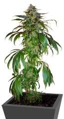 Santa Sativa fem (Dinafem Seeds)