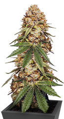 Slightly Stoopid Fruits fem (Humboldt Seed Company)