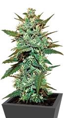 Sweet Haze regular (DNA Genetics)