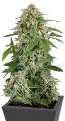 White Widow Automatic fem (Dinafem Seeds)