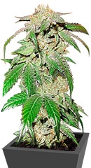 Canadian Kush fem (Medical Seeds)