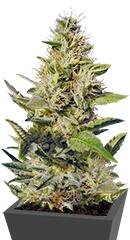 Chocolate Chunk regular (TH Seeds)