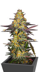 El Dorado OG fem (Paradise Seeds)