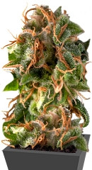 Fresh Candy fem (Pyramid Seeds)