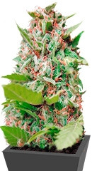 Kiss Dragon fem (Samsara Seeds)