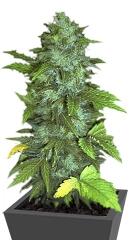 Lowryder #1 auto fem (Joint Doctor)