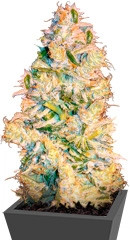 Nexus fem (Eva Seeds)